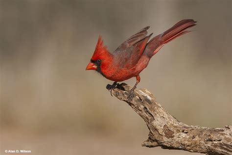 What's The North Carolina State Bird? (All You Need To Know)