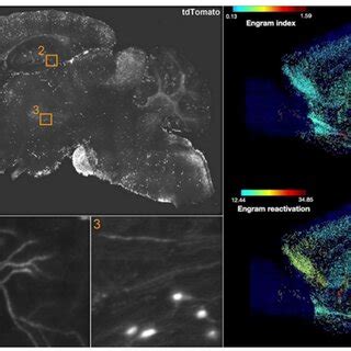 Brain Wide Engram Map A Sagittal View Of An Optical Section From A