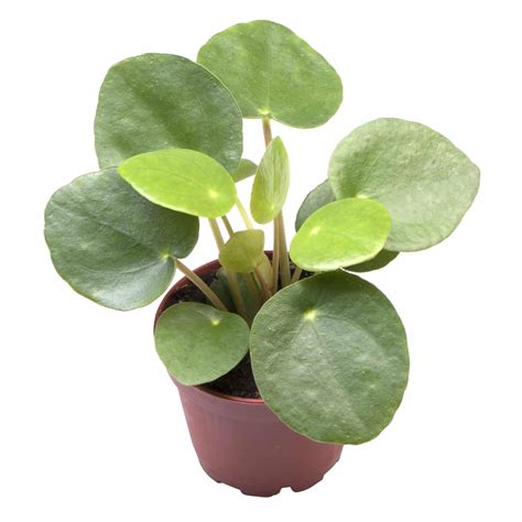 Pilea Pilea peperomoides Pénzlevelű pilea Officenövény