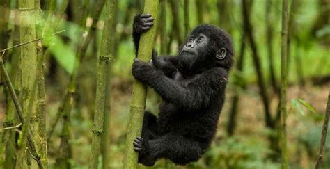 Mountain Gorillas In Virunga national park- Facts about Virunga Gorillas