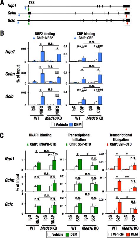 MED16 Regulates RNAP II CTD Phosphorylation Without Affecting NRF2