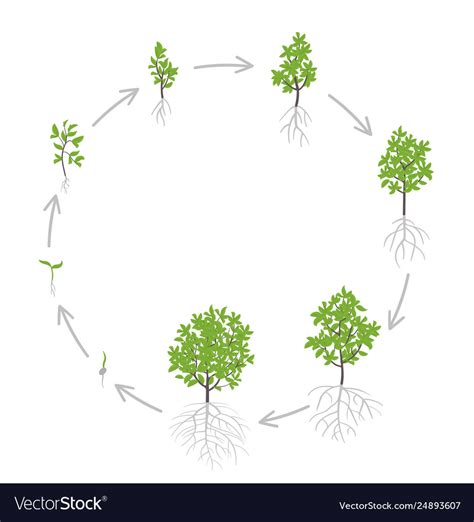 Tree growth stages ripening Royalty Free Vector Image