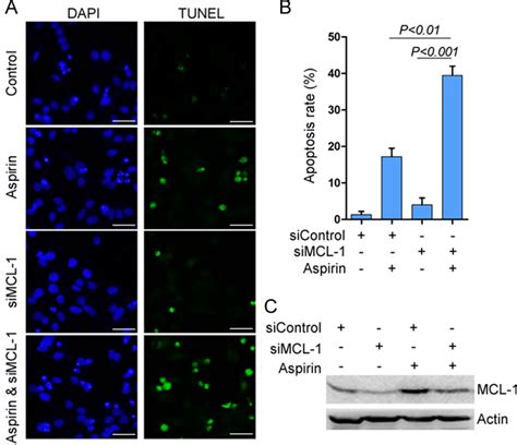 Mcl 1 Knockdown Potentiates Aspirin Induced Apoptosis A Hepg2 Cells