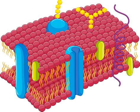 A Cell In A Hypertonic Solution 7