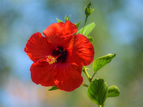 Hibiscus Flower Red Free Photo On Pixabay Pixabay