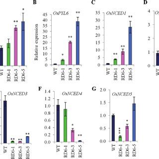 Aba Content And Expression Of Aba Biosynthetic Genes In P Rd A