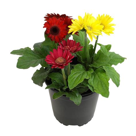 ALTMAN PLANTS Mega Revolution Gerbera Daisy Mix Garden Plants And