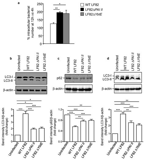 Ijms Free Full Text Yersiniabactin Siderophore Of Crohns Disease Associated Adherent