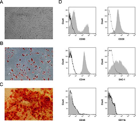 Characteristics And Differentiation Potential Of Mscs Isolated From