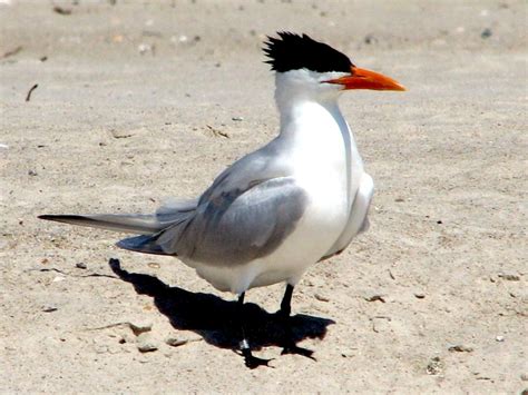 Royal Tern Ocean Treasures Memorial Library