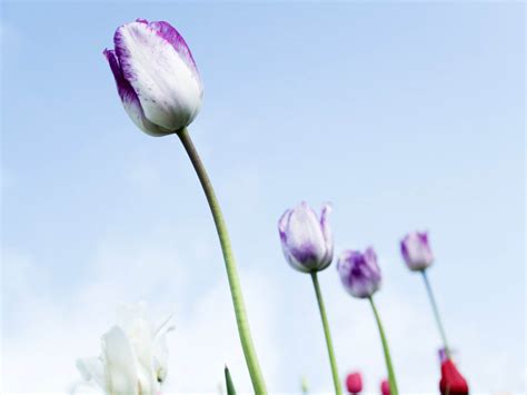 Purple Tulips - 1600x1200 - Download HD Wallpaper - WallpaperTip