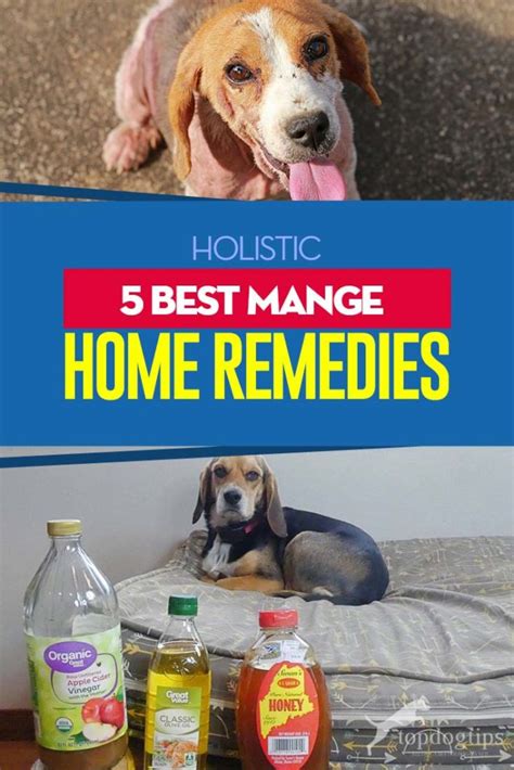 5 Best Dog Mange Home Remedies Effective on my Dog – Top Dog Tips