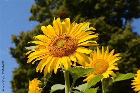 Sonnenblume Mit Bienen Stock Photo Adobe Stock