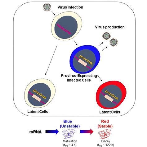 Visualizing Hiv Viral Dynamics In Cells With Dual Fluorescence