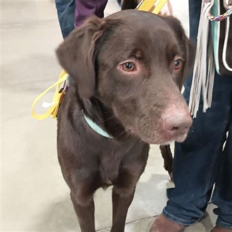 Dog For Adoption Brownie A Chocolate Labrador Retriever In