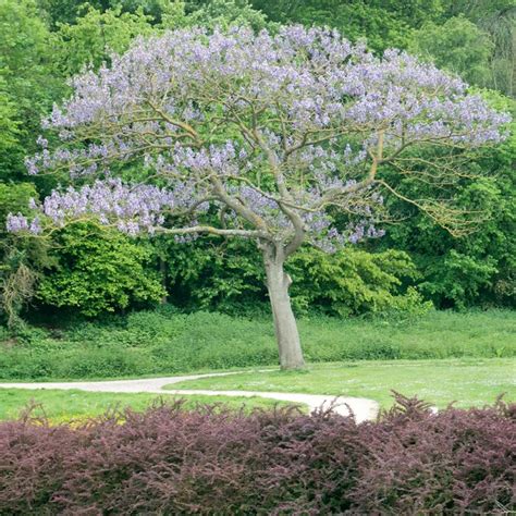 Paulownia Tomentosa Hulsdonk Arbre Imp Rial L Un Des Produits Les