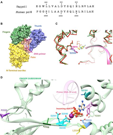 Structure Of Human Pol Polymerase Domain Residues 1792 2590 A Download Scientific Diagram