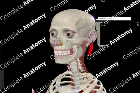 Lacrimal Gland | Complete Anatomy