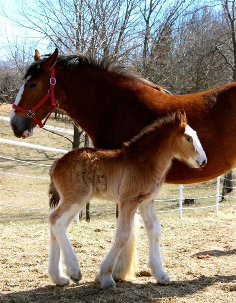 Up Close To The Baby Clydesdales At Warm Springs Ranch Clydesdale