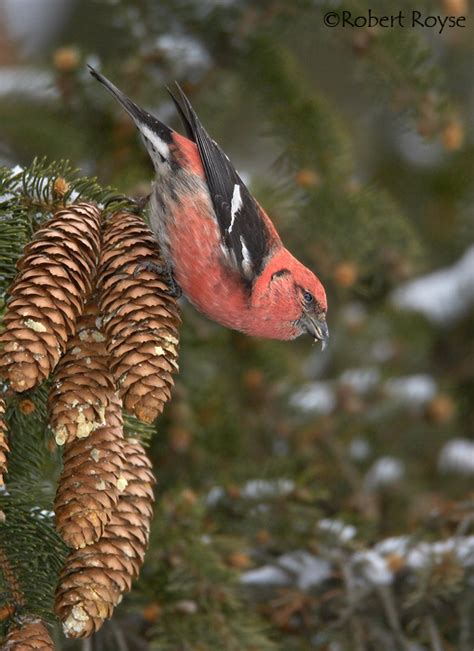 White-winged Crossbill