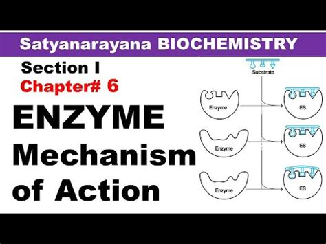 Chp Satyanarayana Biochemistry Mechanism Of Action Of Enzymes