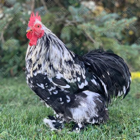 Mottled Frizzle Fs Cochin Bantam Day Old Chicks