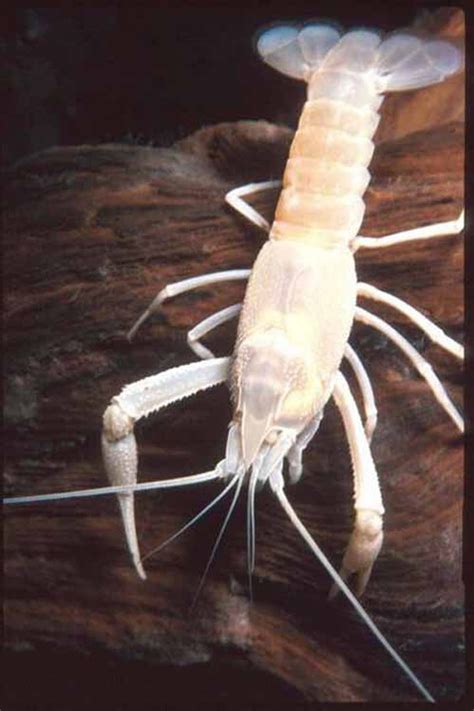 Bluespring Caverns Albino Crayfish Explore Southern Indiana