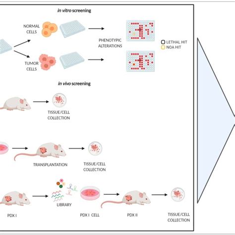 Examples Of RNA Interference RNAi Screening Approaches In Vitro