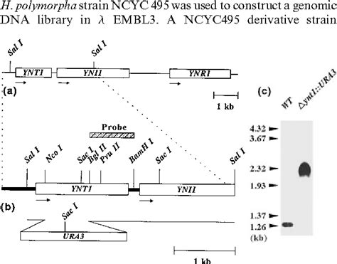 Figure From The Ynt Gene Encoding The Nitrate Transporter In The