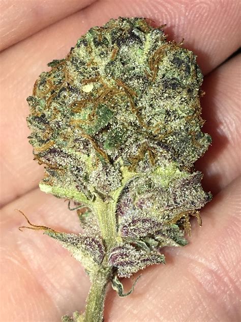 Weed is legal in California. Let’s all take the time to appreciate the