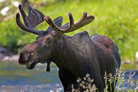 Moose Of The Big Horn Mountains Photograph By Linda Bisbee