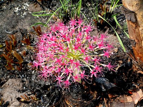 Central African Plants A Photo Guide Boophone Disticha L F Herb