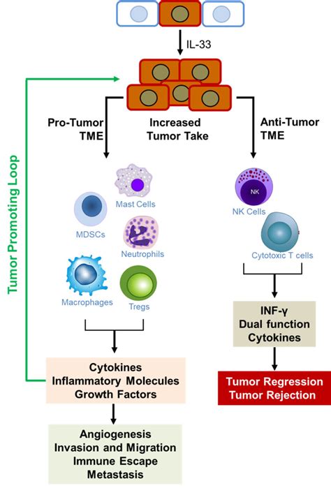 The Opposing Roles Of Il St In Cancer Il Promotes Increased