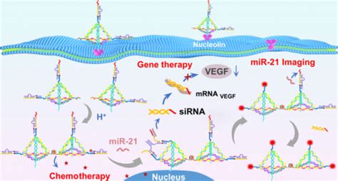 Framework Nucleic Acid Based Multifunctional Tumor Theranostic