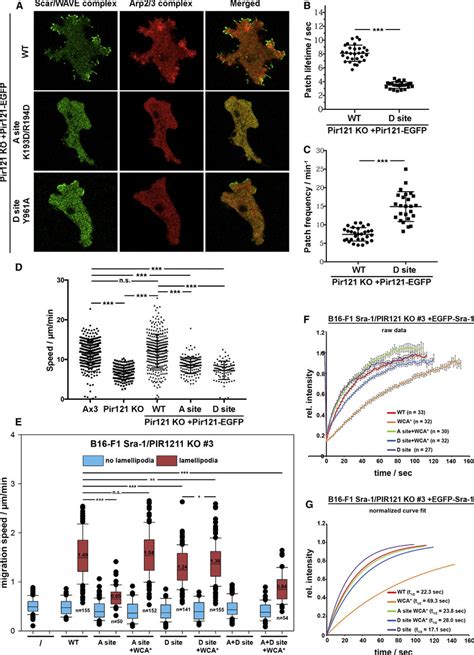 Functional Comparison Of Rac Binding Sites In Mouse And Dictyostelium