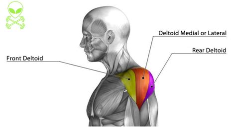 7 Best Front Delt Exercises Workouts For Big Shoulders