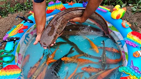 Mancing Ikan Hias Dikolam Ikan Lele Ikan Koi Ikan Cupang Ikan Mas