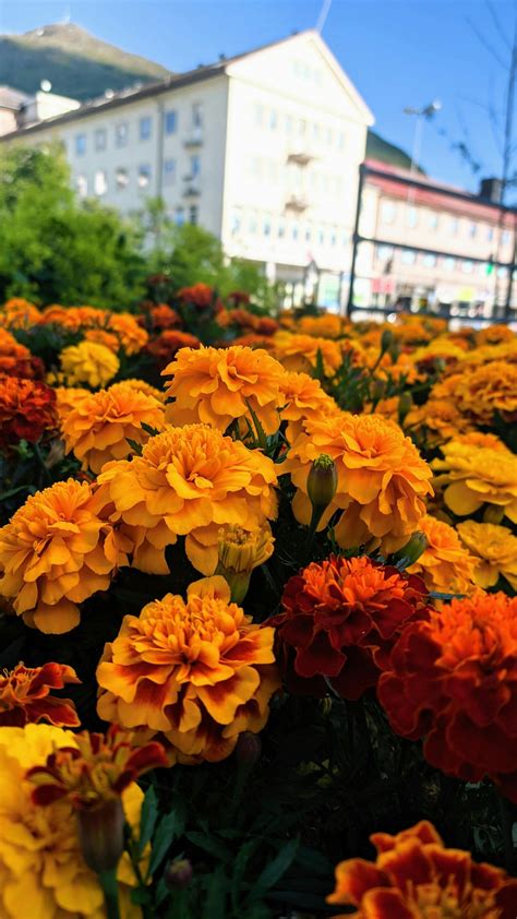 Free stock photo of arctic, arctic nature, flowers