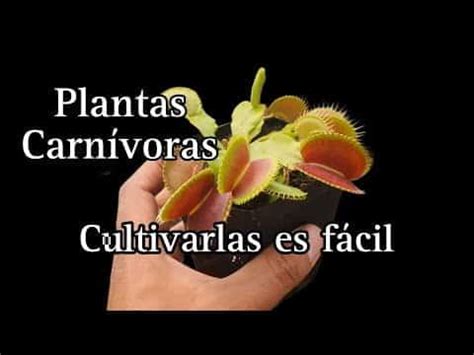 Cultivo De Plantas Carn Voras Consejos Expertos Para Cultivar Con Xito