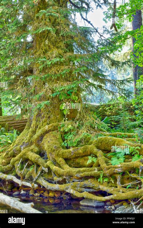 Old Growth forest in Oregon Stock Photo - Alamy