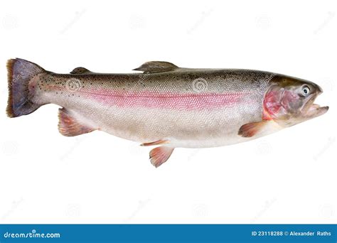 Rainbow Trout Oncorhynchus Mykiss Royalty Free Stock Photos Image