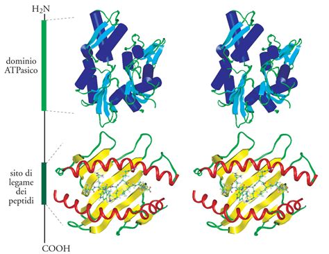 Proteine Struttura Delle Proteine In Enciclopedia Della Scienza E