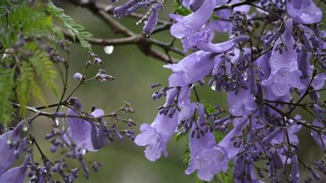 ¡llegaron Las Jacarandas Y Estas Son Algunas De Sus Propiedades Medicinales Gastrolab