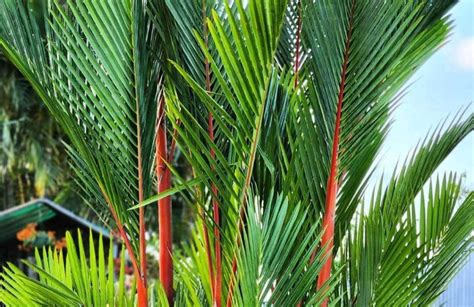 Palma Roja Cuidados Cultivo y Guía de Compra