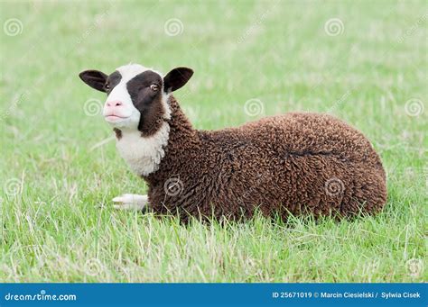 Beautiful Sheep Royalty Free Stock Images Image