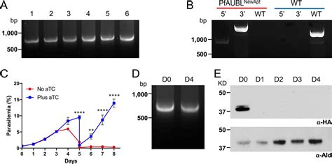 Redesigned TetR Aptamer System To Control Gene Expression In Plasmodium