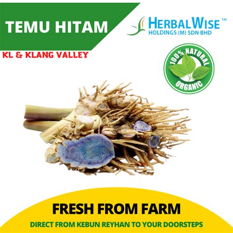 Temu Hitam Segar / Fresh Temu Hitam - 250g - Herbalwise Holdings