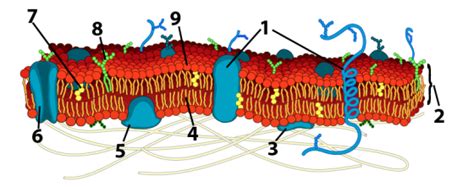 Cell Membrane Structure Diagram Quizlet