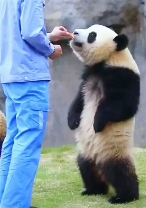 On Twitter Rt Yoda Ever Hand Feeding Pandas