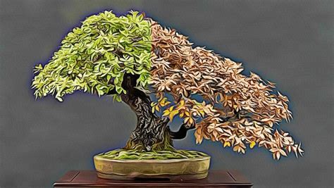 How to care for Bonsai trees – 9 ways to master Bonsai caring art